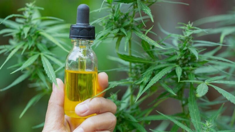 Efficacy of CBD for Nausea Relief