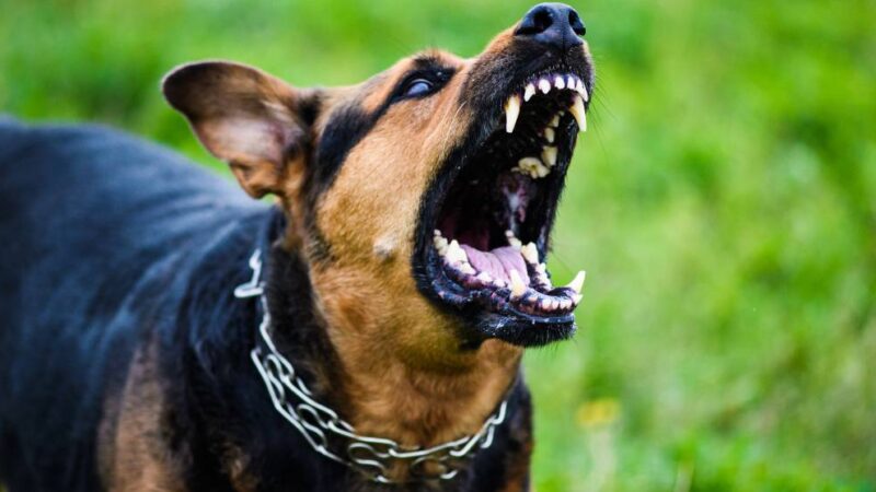 CBD for Aggressive Dogs