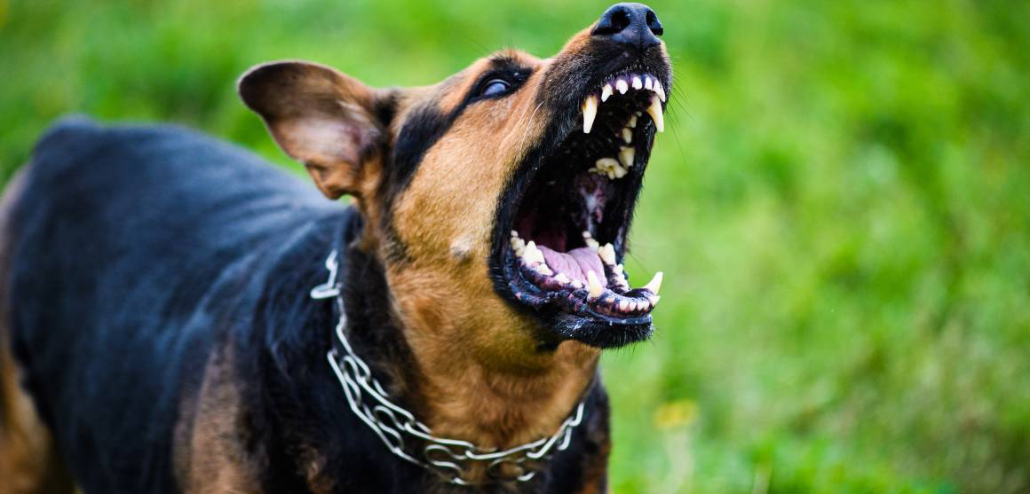 CBD for Aggressive Dogs