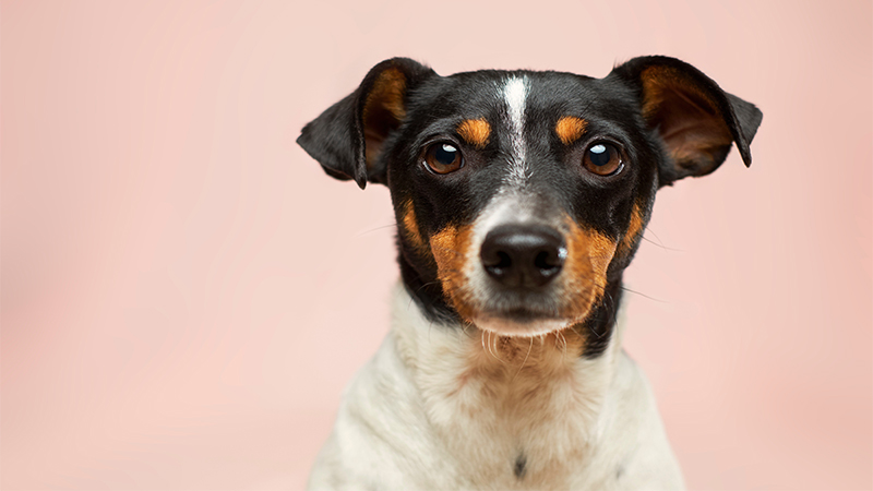 CBD for Aggressive Dogs