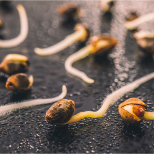 The Complete Guide to Germinating Cannabis Seeds