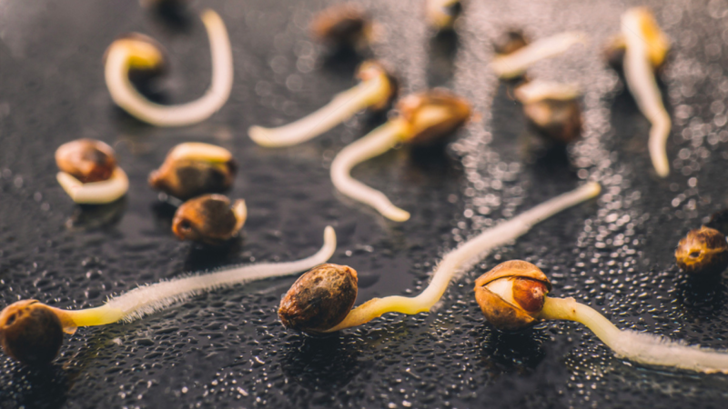 The Complete Guide to Germinating Cannabis Seeds