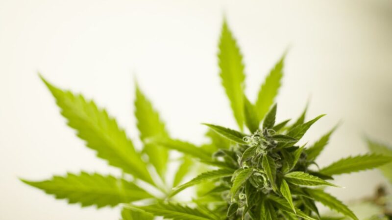 Exploring the Side Effects of CBD Oil: What You Need to Know