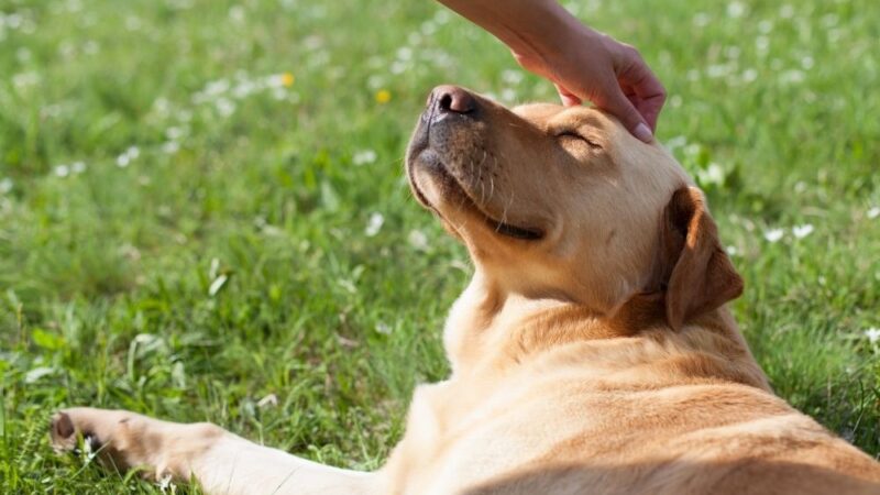 Is CBD Safe for Pets? Benefits and Considerations for Your Furry Friends