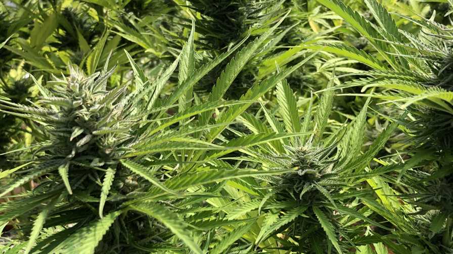 How to Safely Use CBD in Canada: Tips for First-Time Users