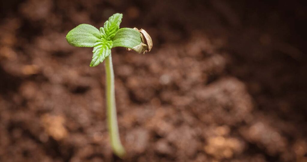 From Seed to Table The Journey of Hemp Seeds in the Food Industry