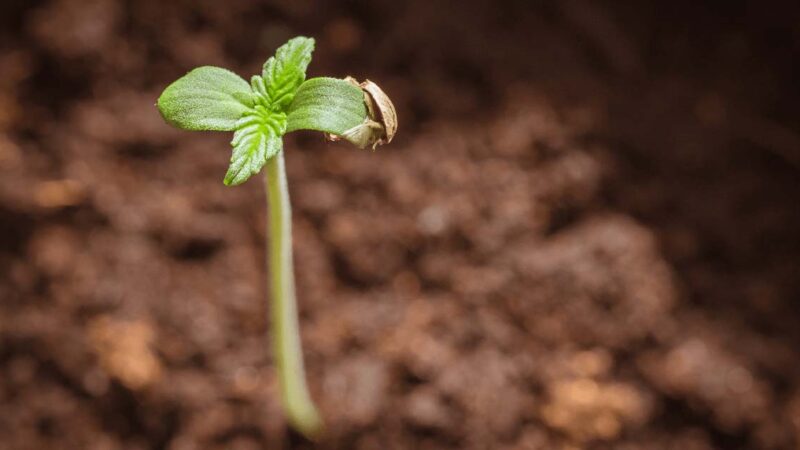 From Seed to Table: The Journey of Hemp Seeds in the Food Industry