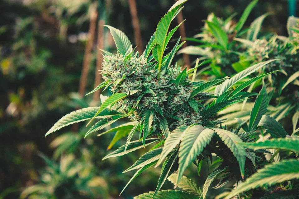 Popular Organic and Vegan CBD Products in Canada