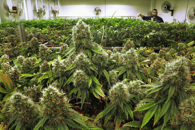 The Rise of Organic and Vegan CBD Products in Canada