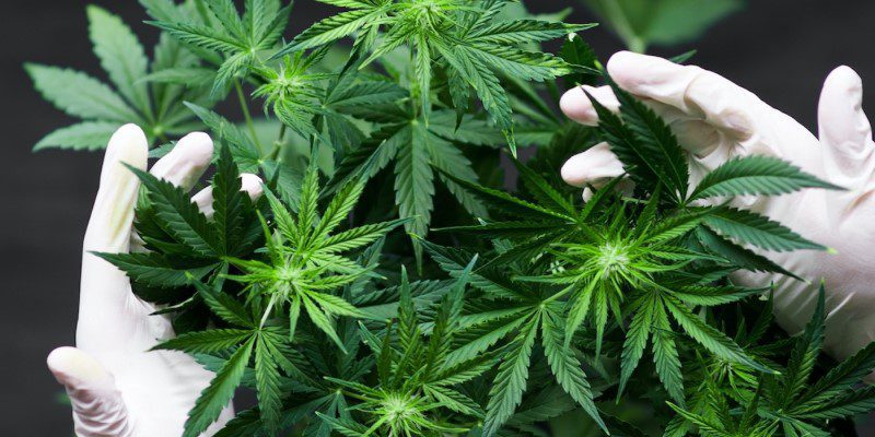 How to Buy CBD in Canada: A Step-by-Step Consumer Guide