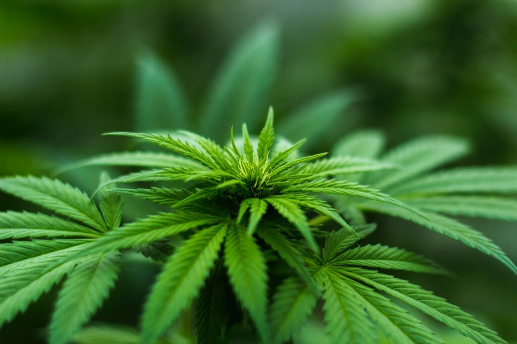 Why CBD Works for Some People and Not Others