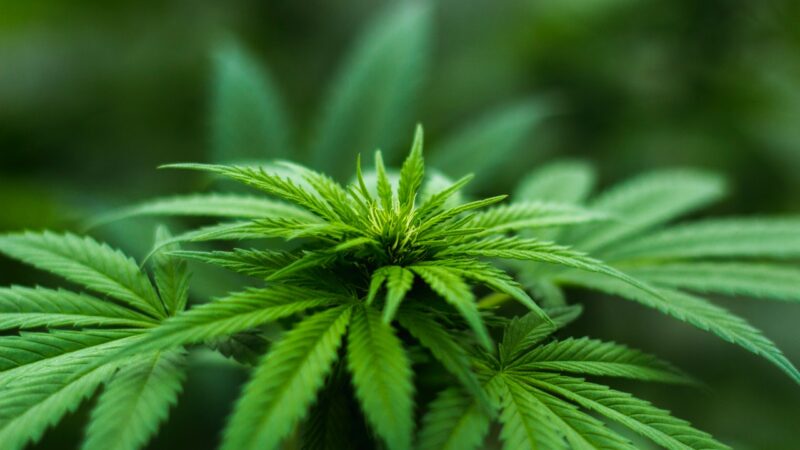 Why CBD Works for Some People and Not Others