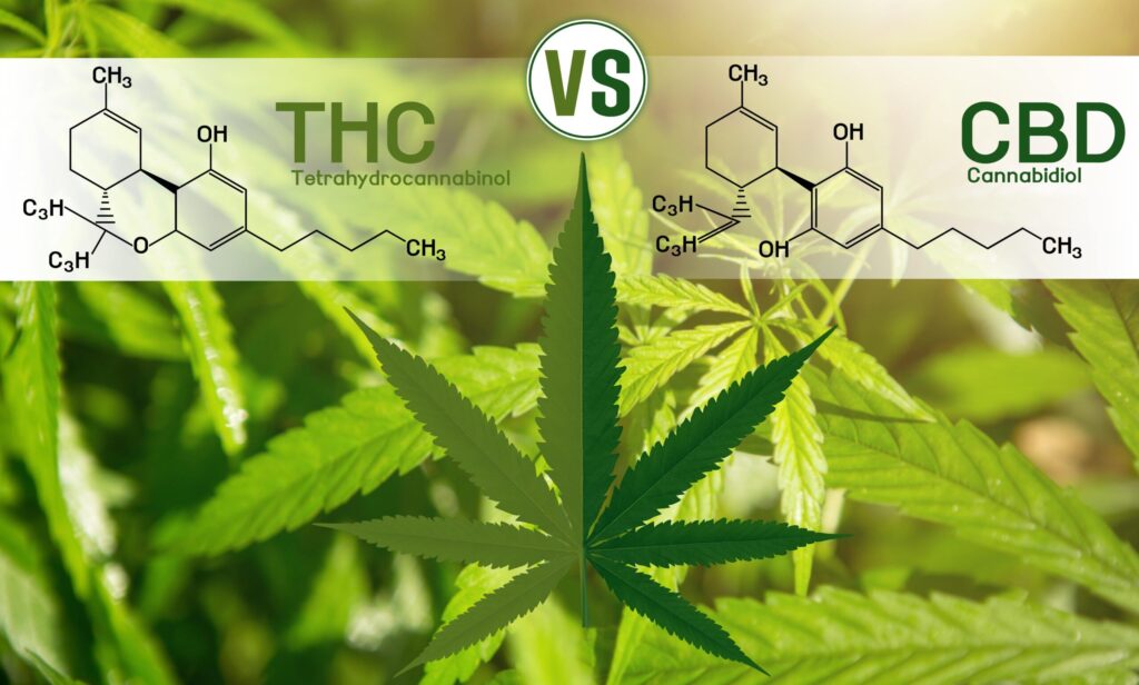 Cannabis CBD and THC