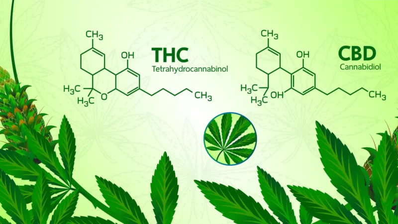 CBD vs. THC in Canada: Legal Differences Explained