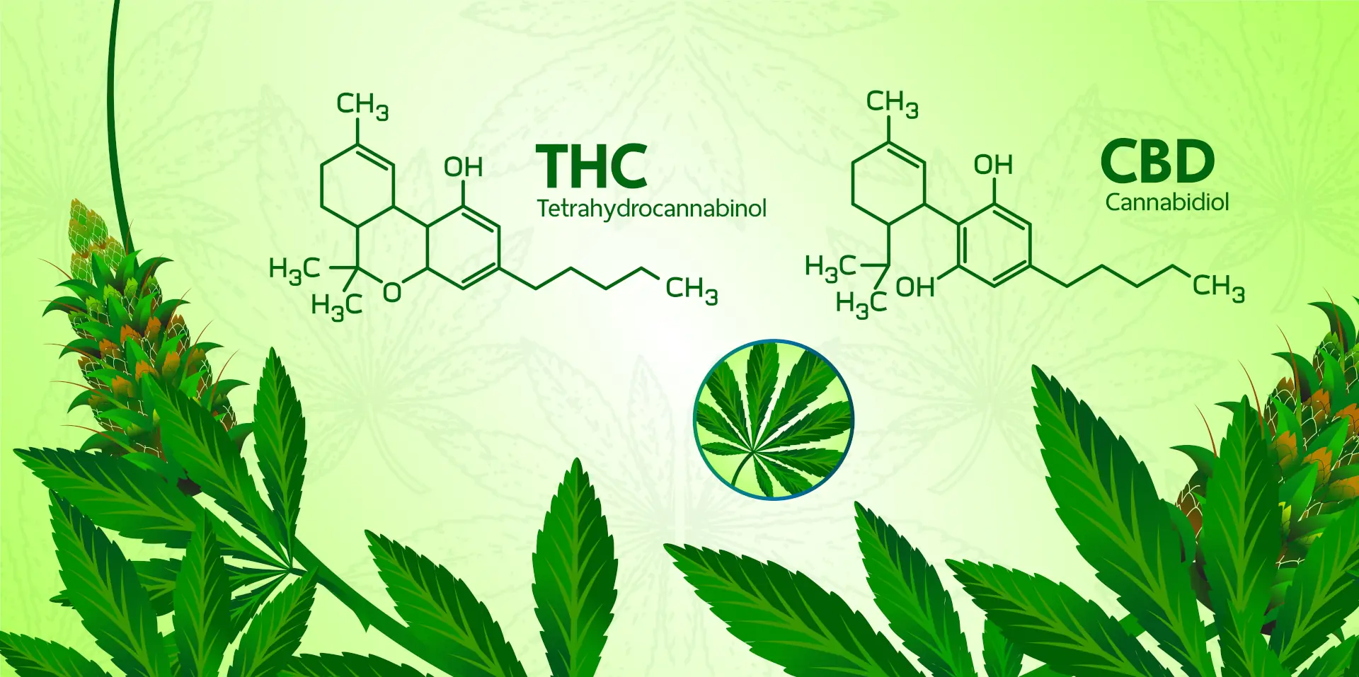 CBD vs. THC in Canada: Legal Differences Explained